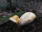 Tölgyfa-kérgestapló (Buglossoporus quercinus), Budai-hegység